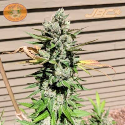 Useful - Black Jack x Choc. D [FEM]