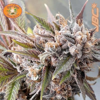 Useful - Chem 91 SKVA x Choc. D [FEM]