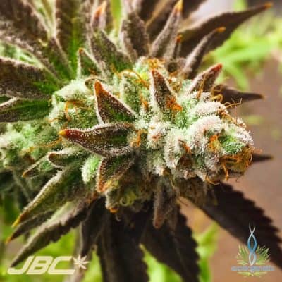 Exotic - Chocolate Orange Cream (Chocolate Oranges x C&C)