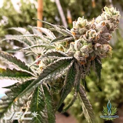 Exotic - Triple Stuffed (Triple Chocolate Chip x C&C)