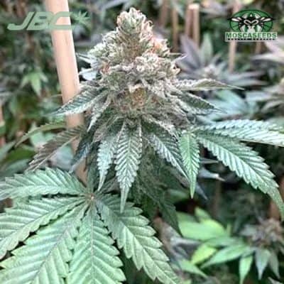 Mosca - Alien Blackout (Holy Grail x FAW)