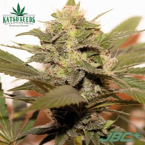 Katsu Seeds - Dracarys (GG4 x Bubba Kush) [FEM]