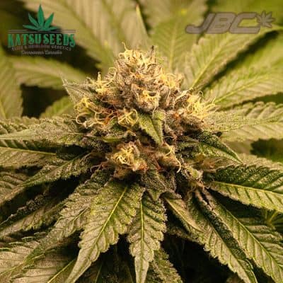Katsu Seeds - Sour Bubba (ECSD x Bubba Kush) [FEM]
