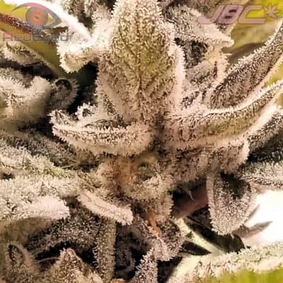 Red Eyed - Sunskreen (Sunset Sherbert x Locktite)