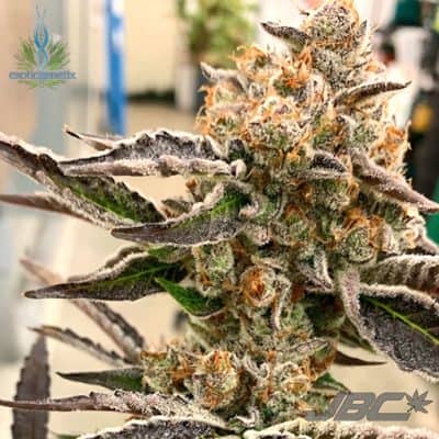 Exotic - Bad Betty (Tina x S&C)