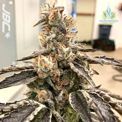 Exotic - Berry Bubba (Grape Bubba x S&C)