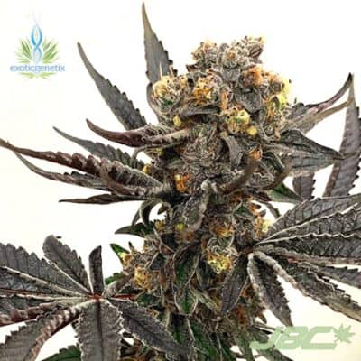 Exotic - Colonel Crunch (Scoops x S&C)