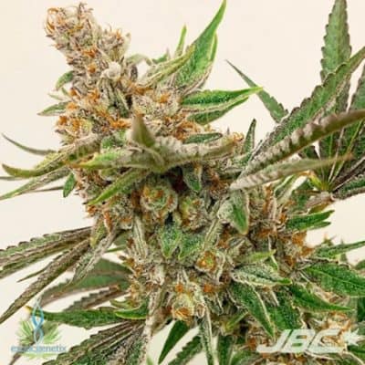 Exotic - Jungle Fruit (Monkey Mints x S&C)