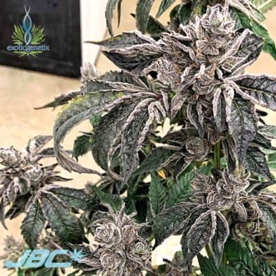 Exotic - Lip Smacker (Sherb x S&C)