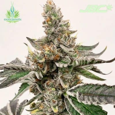 Exotic - Mike's Strawberry Lemonade