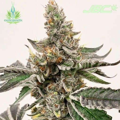 Exotic - Mike's Strawberry Lemonade