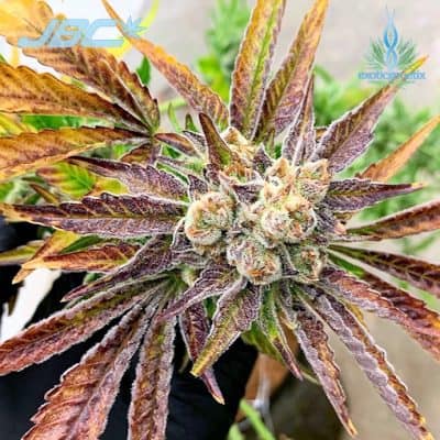 Exotic - Rainbow Reserve (Rainbow Chip x S&C)