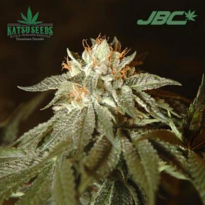 Katsu Seeds - Bubba Kush (Pre 98) S1 [FEM]