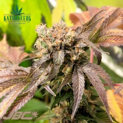 Katsu Seeds - Bubba's Sis (ChemSis x Bubba Kush) [FEM]