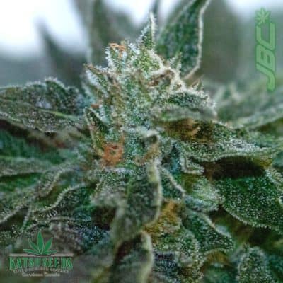 Katsu Seeds - Key Lime Kush (Key Lime Pie x Bubba Kush) [FEM]