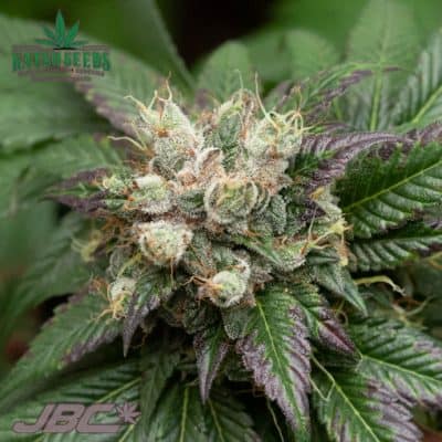 Katsu Seeds - Schromba (Schrom x Bubba Kush) [FEM]