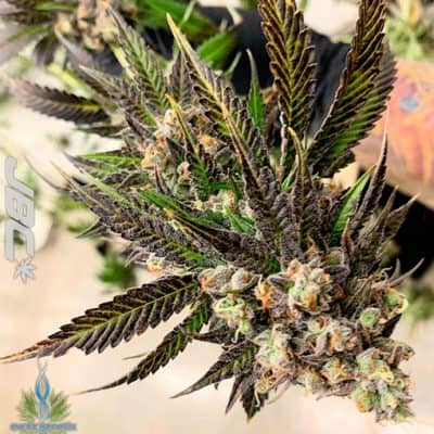 Exotic - Irish Cannonball (Cream D' Mint x S&C)