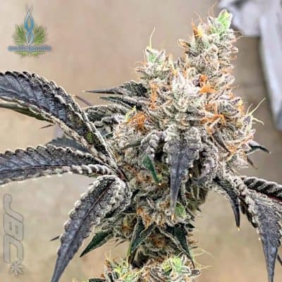 Exotic - Luxuriotti (Biscotti x S&C)