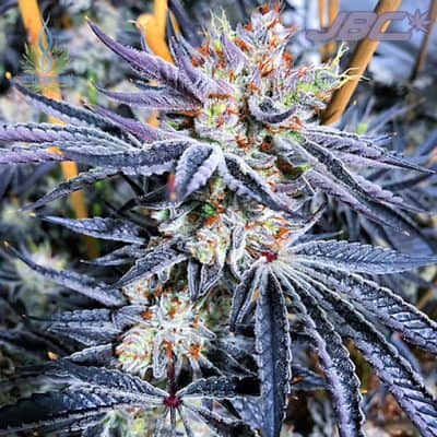 Exotic - Monkey Mints (Grease Monkey x C&C)