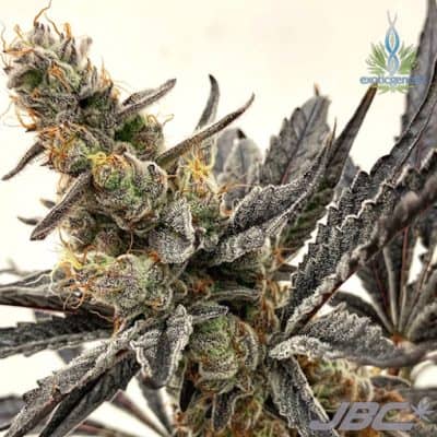 Exotic - Mystic Magic (Magic Bullet x S&C)