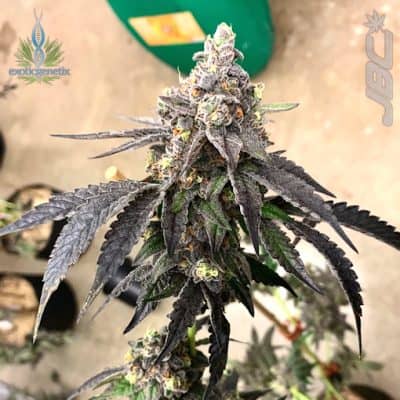 Exotic - Shockwave (Falcon 9 x S&C)