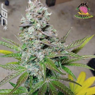 AK Bean Brains - TKNL5 Haze