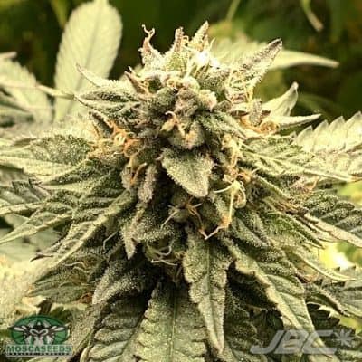 Mosca - Bubble Gum Gelato (Gelato x IBG) [FEM]