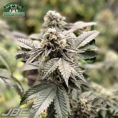 Mosca - Crypto (Wedding Cake x GMO/Rocket Fuel)