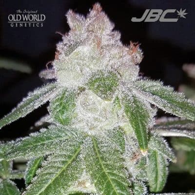 DJ Short - Breeder's Choice Mix #2