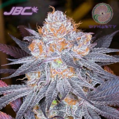 Dynasty - Galactic Punch (Purple Punch x Ms. Universe)