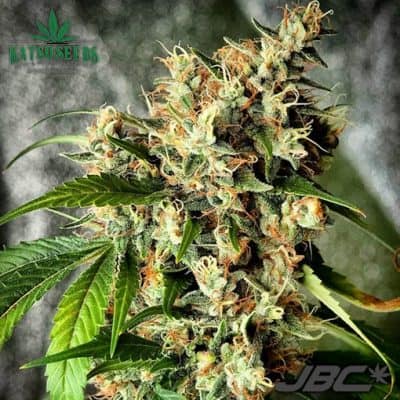 Katsu Seeds - Xanadu (Bandaid Haze #7 X Bubba Kush) [FEM]