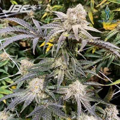 Exotic - Apes In Space (Falcon 9 x Grease Monkey)