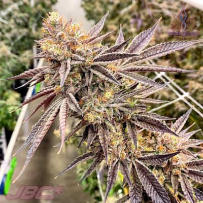 Exotic - Grease Monkey S1 [FEM]