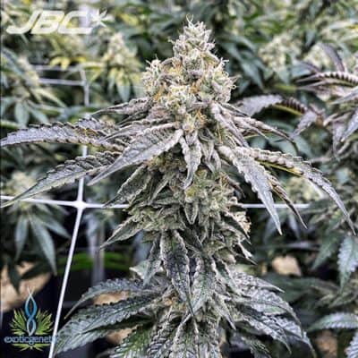 Exotic - Milk Monkey (C&C x Grease Monkey) [FEM]