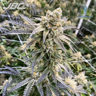 Exotic - Monkey Berries (S&C x Grease Monkey)