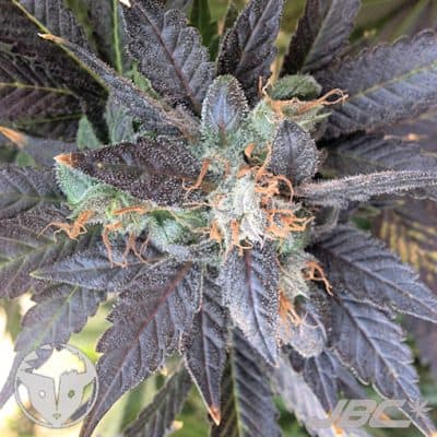Rare Dankness - Grape OX (Grape Ape x OX)