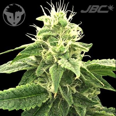 Rare Dankness - Mi-Lano (Rug Burn OG x Pamelina)