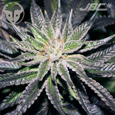 Rare Dankness - The OX (Bubba Kush x Stone Mountain)