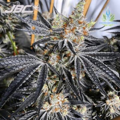 Exotic - Grease Monkey F2