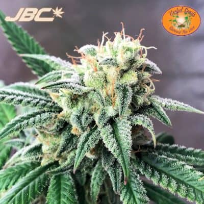 Useful - Black Lime Special Reserve F4