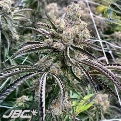 Exotic - Greasy Grapes (Berry Bubba x Grease Monkey)