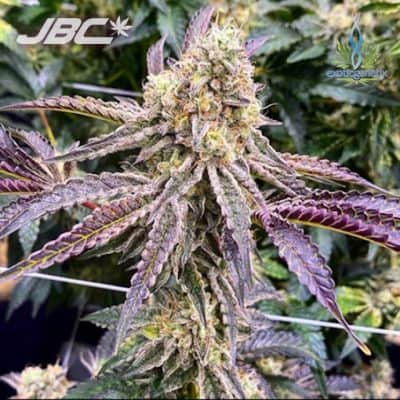 Exotic - Gummy Buns (Biscotti x Grease Monkey) [FEM]