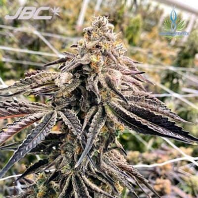 Exotic - Maroon Baboon (Gelato x Grease Monkey) [FEM]