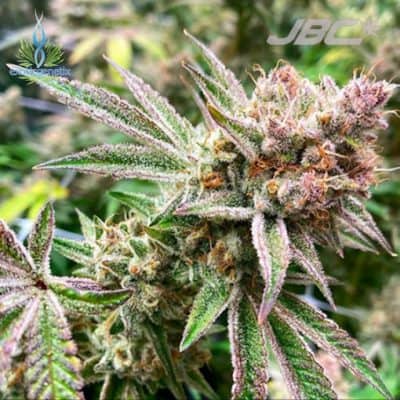 Exotic - Orangutan Tittiez (Zkittles x Grease Monkey) [FEM]