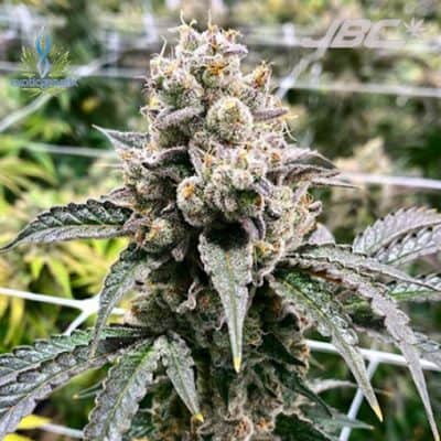 Exotic - Sweat Helmet (Sherb x Grease Monkey)