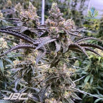 Exotic - Truffle Monkey (Tropic Truffles x Grease Monkey)