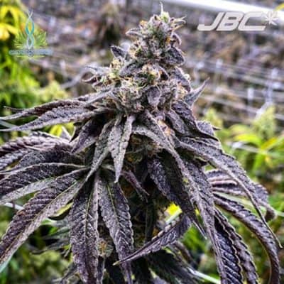 Exotic - Wet Betty (Gushers x Grease Monkey) [FEM]