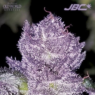 DJ Short - OTM 5.5 (Old Time Moonshine x Blueberry F4)