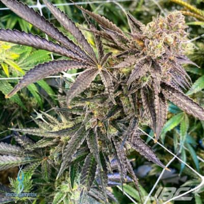 Exotic - Buckin Runtz (Jet-A x Runtz) [FEM]