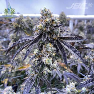 Exotic - Dessert Runtz (C&C x Runtz) [FEM]